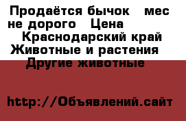 Продаётся бычок 1 мес не дорого › Цена ­ 12 000 - Краснодарский край Животные и растения » Другие животные   
